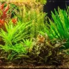 Unternehmen 1 Bild AQUAPFLANZEN24.DE Zoohandlungen am Solingen NW