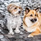 Unternehmen 4 Bild BALTES UND DR. FEITH | TIERARZT PRAXIS IN KÖLN Ärzte am Köln NW