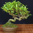 Unternehmen 1 Bild BECK-BONSAI BONSAI-GESTALTUNG-VERKAUF Produktion und Vertrieb von Pflanzen am Karlsruhe BW