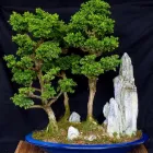 Unternehmen 3 Bild BECK-BONSAI BONSAI-GESTALTUNG-VERKAUF Produktion und Vertrieb von Pflanzen am Karlsruhe BW