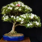 Unternehmen 4 Bild BECK-BONSAI BONSAI-GESTALTUNG-VERKAUF Produktion und Vertrieb von Pflanzen am Karlsruhe BW