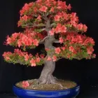 Unternehmen 5 Bild BECK-BONSAI BONSAI-GESTALTUNG-VERKAUF Produktion und Vertrieb von Pflanzen am Karlsruhe BW
