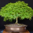 Unternehmen 7 Bild BECK-BONSAI BONSAI-GESTALTUNG-VERKAUF Produktion und Vertrieb von Pflanzen am Karlsruhe BW