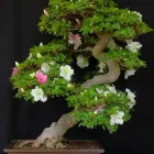 Unternehmen 10 Bild BECK-BONSAI BONSAI-GESTALTUNG-VERKAUF Produktion und Vertrieb von Pflanzen am Karlsruhe BW