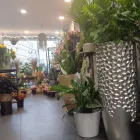 Unternehmen 4 Bild BLUMEN BELGA Produktion und Vertrieb von Pflanzen am Düsseldorf NW