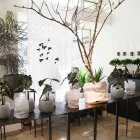 Unternehmen 4 Bild BLUMEN FISCHER Produktion und Vertrieb von Pflanzen am Stuttgart BW
