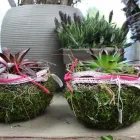 Unternehmen 2 Bild BLUMEN KAISER Töpfereien am Hamburg HH