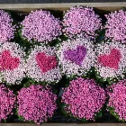 Unternehmen 4 Bild BLUMEN KAISER Töpfereien am Hamburg HH