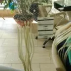 Unternehmen 43 Bild CONNY´S HAIRDESIGN Friseursalons am Köln NW