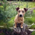 Unternehmen 2 Bild DER PAPAGRAF Tv, Hi-Fi, Film, Foto, Dienstleistungen am Köln NW