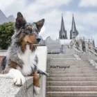 Unternehmen 4 Bild DER PAPAGRAF Tv, Hi-Fi, Film, Foto, Dienstleistungen am Köln NW
