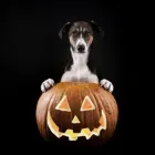 Unternehmen 5 Bild DER PAPAGRAF Tv, Hi-Fi, Film, Foto, Dienstleistungen am Köln NW