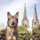 Unternehmen 6 Bild DER PAPAGRAF Tv, Hi-Fi, Film, Foto, Dienstleistungen am Köln NW