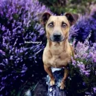 Unternehmen 1 Bild DER PAPAGRAF Tv, Hi-Fi, Film, Foto, Dienstleistungen am Köln NW