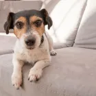 Unternehmen 2 Bild DIE TIERFOTOGRAFEN Tv, Hi-Fi, Film, Foto, Dienstleistungen am Mainz RP