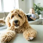 Unternehmen 5 Bild DIE TIERFOTOGRAFEN Tv, Hi-Fi, Film, Foto, Dienstleistungen am Mainz RP