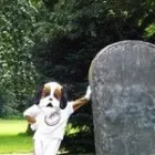 Unternehmen 1 Bild DUSTY DER HUND Verleihunternehmen, Vermietungsunternehmen, Vermittlungsunternehmen am Duisburg NW