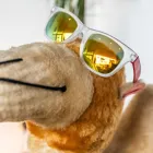 Unternehmen 8 Bild EASY-BUCHEN.DE | REISEBÜRO DÜSSELDORF Reiseunternehmen, Verkehrsbetrieb am Düsseldorf NW