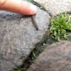Unternehmen 4 Bild FROSCHBANDE MANNHEIM Soziales & Gesellschaft am Mannheim BW