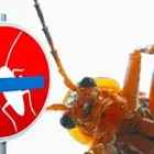 Unternehmen 2 Bild FÜRST SCHÄDLINGSBEKÄMPFUNG Service & Dienstleistung am Düsseldorf NW
