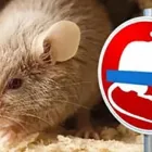 Unternehmen 3 Bild FÜRST SCHÄDLINGSBEKÄMPFUNG Service & Dienstleistung am Düsseldorf NW