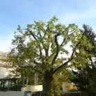 Unternehmen 11 Bild G-L GARTENBAU, GANI LATIFAJ Gartenbauunternehmen, Landschaftsbauunternehmen am Stuttgart BW