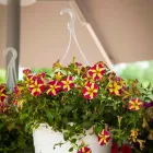 Unternehmen 10 Bild GARTEN-CENTER KREMER GMBH Produktion und Vertrieb von Pflanzen am Remscheid NW