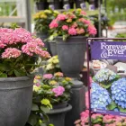 Unternehmen 11 Bild GARTEN-CENTER KREMER GMBH Produktion und Vertrieb von Pflanzen am Remscheid NW