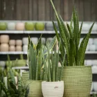 Unternehmen 14 Bild GARTEN-CENTER KREMER GMBH Produktion und Vertrieb von Pflanzen am Remscheid NW