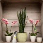 Unternehmen 25 Bild GARTEN-CENTER KREMER GMBH Produktion und Vertrieb von Pflanzen am Remscheid NW