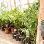 Unternehmen 26 Bild GARTEN-CENTER KREMER GMBH Produktion und Vertrieb von Pflanzen am Remscheid NW