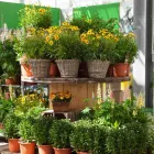 Unternehmen 2 Bild GARTEN-CENTER KREMER GMBH Produktion und Vertrieb von Pflanzen am Lüdenscheid NW