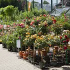 Unternehmen 5 Bild GARTEN-CENTER KREMER GMBH Produktion und Vertrieb von Pflanzen am Lüdenscheid NW