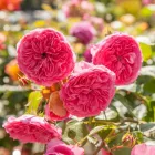 Unternehmen 6 Bild GARTEN-CENTER KREMER GMBH Produktion und Vertrieb von Pflanzen am Lüdenscheid NW