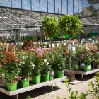 Unternehmen 7 Bild GARTEN-CENTER KREMER GMBH Produktion und Vertrieb von Pflanzen am Lüdenscheid NW