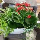 Unternehmen 32 Bild GARTENCENTER A-Z VELBERT GMBH Spezialbauunternehmen am Velbert NW