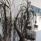 Unternehmen 10 Bild HAUS DER SCHÖNHEIT - JASMIN Wellness-Center am Düsseldorf NW