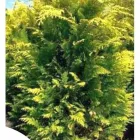 Unternehmen 5 Bild HECKENDISCOUNT.COM Produktion und Vertrieb von Pflanzen am Wuppertal NW