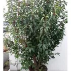 Unternehmen 3 Bild HECKENDISCOUNT.COM Produktion und Vertrieb von Pflanzen am Wuppertal NW