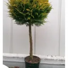 Unternehmen 1 Bild HECKENDISCOUNT.COM Produktion und Vertrieb von Pflanzen am Wuppertal NW