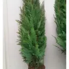 Unternehmen 4 Bild HECKENDISCOUNT.COM Produktion und Vertrieb von Pflanzen am Wuppertal NW