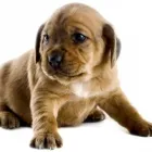 Unternehmen 1 Bild HEINER KREBBER TIERARZT Ärzte am Duisburg NW