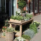 Unternehmen 1 Bild HOLGER BREMER BLUMENLADEN & FLORIST IN BERGEDORF Produktion und Vertrieb von Pflanzen am Hamburg HH