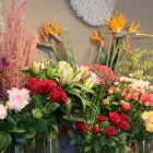 Unternehmen 6 Bild HOLGER BREMER BLUMENLADEN & FLORIST IN BERGEDORF Produktion und Vertrieb von Pflanzen am Hamburg HH