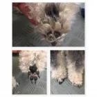 Unternehmen 1 Bild HUNDEFRISEUR FRIESENPLATZ ???? Zoohandlung am Köln NW