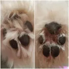 Unternehmen 2 Bild HUNDEFRISEUR FRIESENPLATZ ???? Zoohandlung am Köln NW