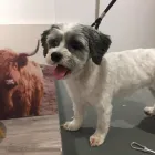 Unternehmen 3 Bild HUNDEFRISEUR FRIESENPLATZ ???? Zoohandlung am Köln NW