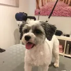 Unternehmen 4 Bild HUNDEFRISEUR FRIESENPLATZ ???? Zoohandlung am Köln NW