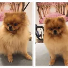 Unternehmen 5 Bild HUNDEFRISEUR FRIESENPLATZ ???? Zoohandlung am Köln NW