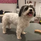 Unternehmen 6 Bild HUNDEFRISEUR FRIESENPLATZ ???? Zoohandlung am Köln NW